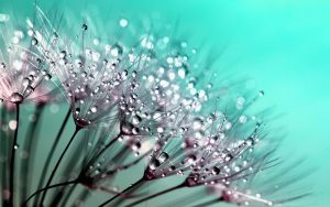 dandelion, seeds, mac wallpaper