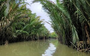 vietnam, arroyo, water palm