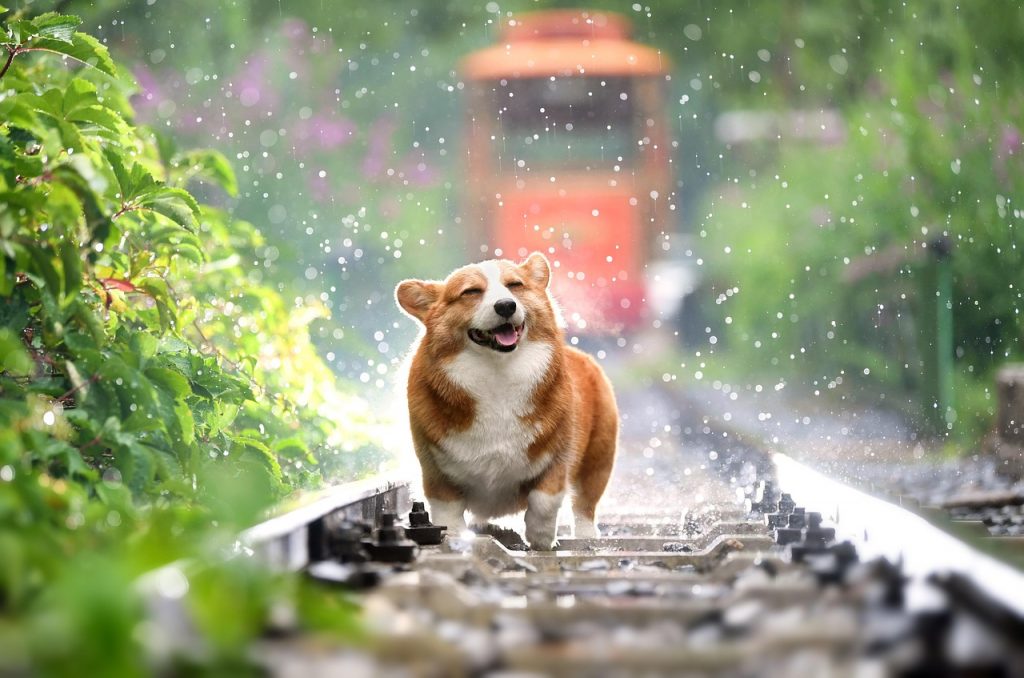 corgi, nature, dog