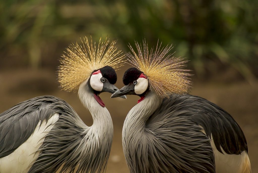 grey crowned cranes, birds, cranes