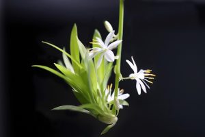 green lily, beautiful flowers, chlorophytum