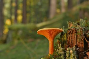 mushroom, disc fungus, tree stump