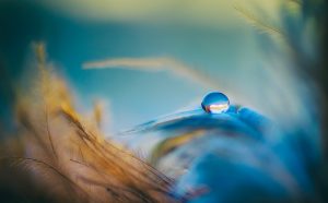 droplet, feathers, blue