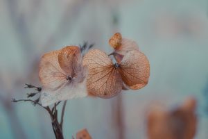 hydrangeas, wilted, flower