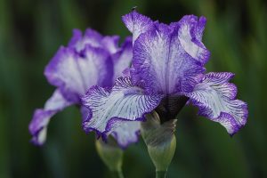 bearded iris, iris, sword lily