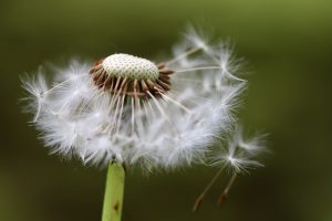 dandelion, seeds, flying seeds