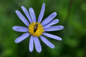 marguerite, insect, bee