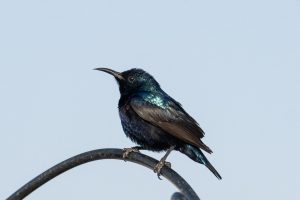 bird, hummingbird, blue