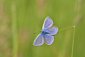 hauhechel bläuling, common blue, butterfly