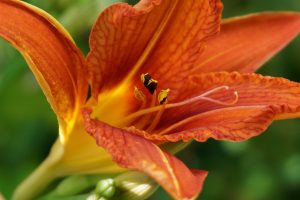 orange lily, daylily, flower