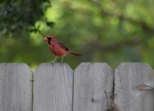 bird, cardinal, ornithology