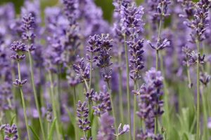 lavender, lavender flowers, lavender field