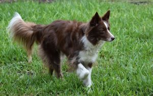 border collie, dog, animal