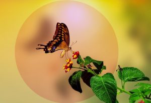 butterfly, insect, flower background