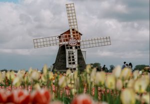 A windmill in the middle of a field of tulips