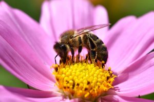 honeybee, flower, nature