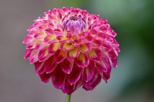 dahlia, flower wallpaper, dahlia pinnata