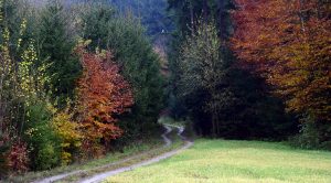 forest path, forest, trees