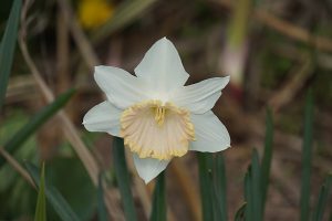 blanc, fleur, flore