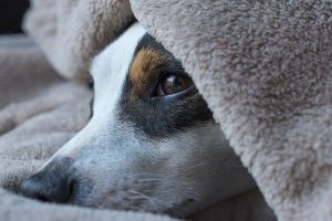 dog, jack russel, sleep