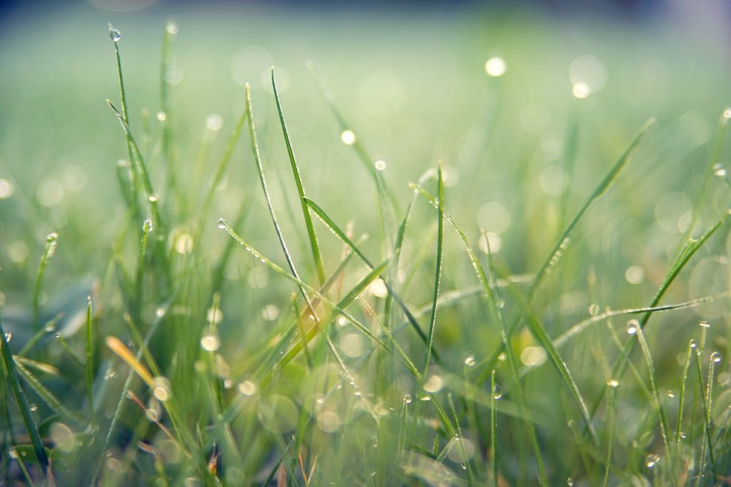 grass, macro, outdoors