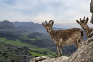 mountain goats, goats, landscape