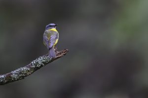 eastern yellow robin, robin, bird