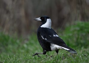 bird, ornithology, magpie