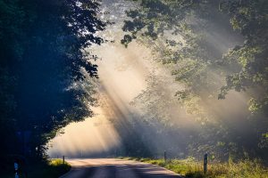 fog, sunbeams, road