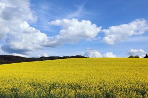 oilseed rape, field of rapeseeds, hill