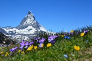 mountains, snow, flowers