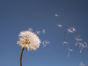 dandelion, nature, fluffy