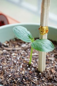 cucumber, bud, potted plant