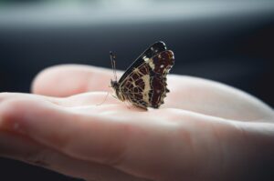 insect, butterfly, wings, hand, fauna, antennae, species, entomology, macro, butterfly, butterfly, butterfly, butterfly, hand, hand, hand, hand, hand