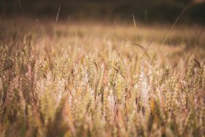 a field full of tall grass with a blurry background