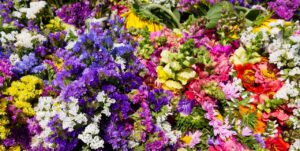 nature, flower, blossom, bloom, garden, flora, multicoloured, fall, flower background, panorama, banner, flower wallpaper, header, autumn flowers, petals, garden flower, bud, diversity, dahlia, fresia, lily, autumn flowers, diversity, beautiful flowers, diversity, diversity, diversity, diversity, dahlia