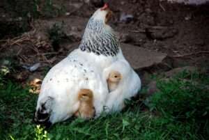 chick, security, recovered, protected, hen, pets, farm yard, hen, hen, hen, hen, hen
