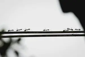 a group of ants standing on top of a metal bar