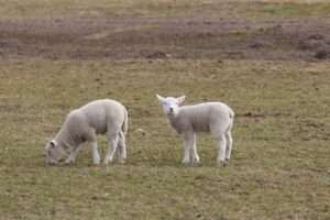lambs, nature, lamb, sheep, animal, wildlife, animals, cute, passover, dyke lamb, dyke lambs