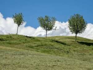 Serene hillside landscape with three trees against a bright blue sky and fluffy clouds.