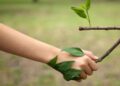 Día Mundial del medioambiente: «Cuidar y preservar, no explotar y aniquilar»