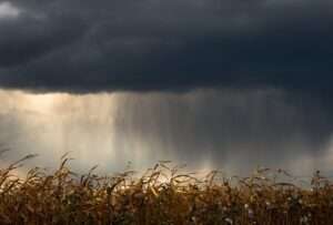 A cornfield with dramatic storm clouds overhead, capturing impending weather.
