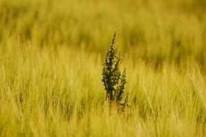 Close-up of tall grass with lush green background, ideal for nature themes.