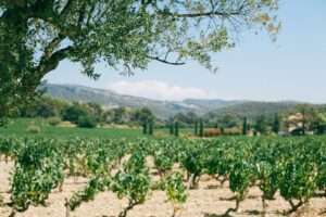 Green vineyard with grape bushes growing on dry ground near high mountains on sunny day